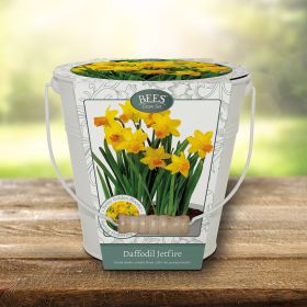 Daffodil Jetfire with Decorative Bucket Planter